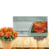 Outsidepride Frizzle Sizzle Orange Viola Pansy Seeds for Planting - 100 Pcs. Biennial, Cold-Hardy & Pollinator Friendly Flowers with Fragrant Blooms for Garden Beds, Borders & Container Displays