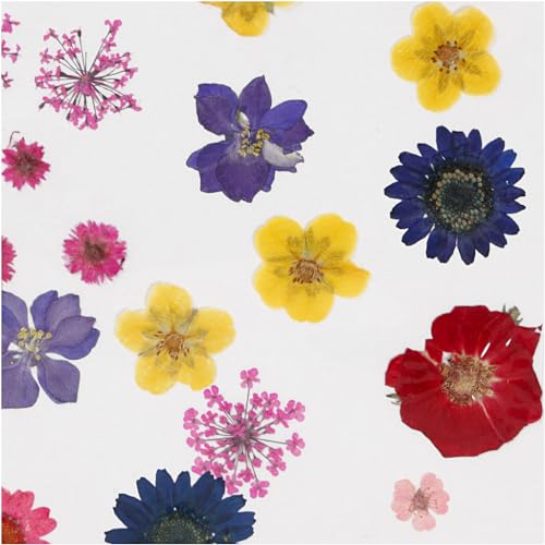20 flores secas y prensadas multicolor Creotime miniatura 3