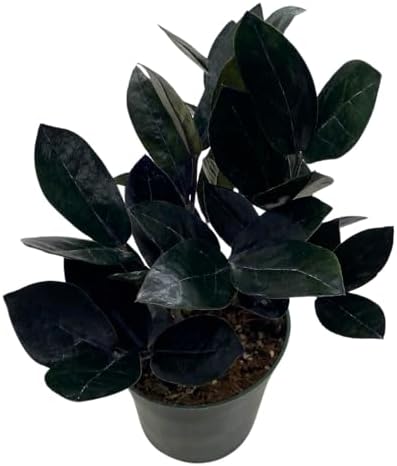 BubbleBlooms Black ZZ, 4 inch Rav...
