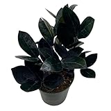 BubbleBlooms Black ZZ, 4 inch Raven Zamioculcas Zamiifolia Dowon Jet-Black