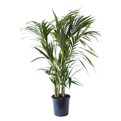 Kentia Palm | houseplant | Indoor Plant | Height 90-150 cm | Pot 19 cm | Living Room Ready Potted Plant (125 cm, Without Pot Cover)
