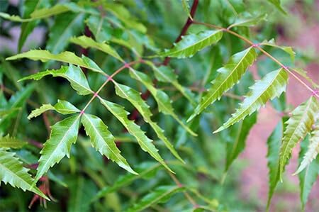 Fresh Neem Leaves 250 Grams