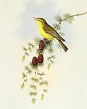 FIKAGXQGT Impression sur toile vintage abstraite - Motif oiseau - Gravure de john gould - Pour la décoration de la maison - 60 x 90 cm