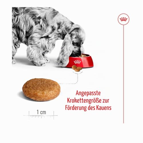 Royal Canin Medium Adult, 1er Pack (1 x 10 kg Beutel) - Hundefutter