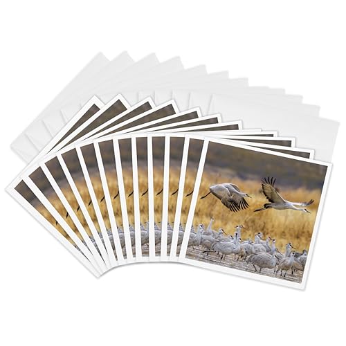 Cartes de vœux Bosque del Apache par 12 de 15x15 cm