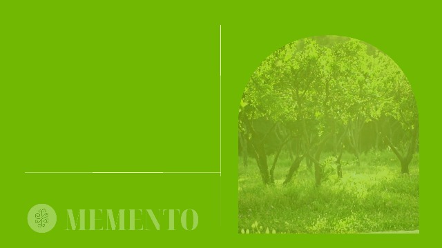 Blue Jacaranda Tree Seeds - 25 Seeds - Exotic Purple Blooming Tree