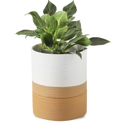 HASENSE Self Watering Plant Pot, 6 Inch Porcelain Planter with Drainage Hole and Saucers for Indoor & Outdoor Plants, Round Flower Pots for Houserwarming Gift, White
