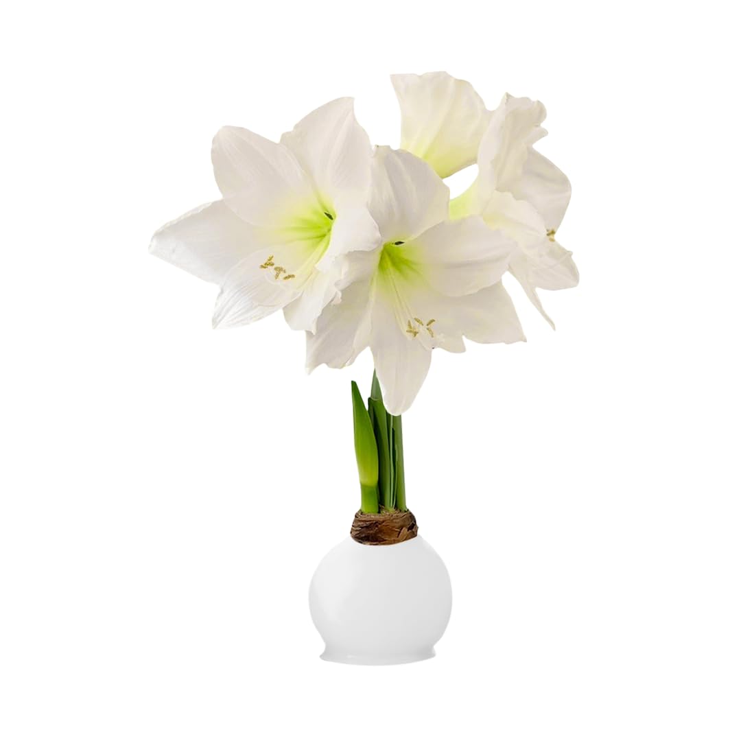 Waxed Amaryllis Bulb - White Wax White Blooms, No Water Needed, Extra-Large Indoor Winter Flower, New Years, Galentine & Valentine Holiday Gift