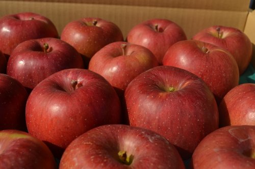 쌧Y Y_ƒ u̍v㋉NiGj10`18 4.7`5/ n11{珇Jn\Iinx̐isɂn͑Oサ܂j