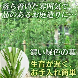 Amazon.co.jp: 【 単 品 】ラカンマキ 樹高0.7m前後 15cmポット らかん