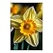 5D Diamond Painting Kits for Adult, Daffodil Flower Diamond Art Kits for Beginners Fun DIY Crafts Round Diamond Art Canvas Home Wall Decor 8
