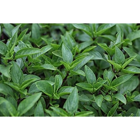 Just Seed Basil Lime Herb Seeds - 5000 Cover