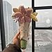 Courtco Cute Flower Plush Doll Stuffed Plant Plushie ，Decor Home Andbedroom Sweet Gifts for ，Cute Kawaii Gift for Valentines Day, Birthdays, Graduation, Wife, Girlfriend ，Mom for Boys and Girls