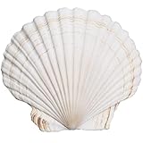 QICQDRAM 3PCS Extra Large Scallop Shells 6''-7'' White Scallop Shells, for Baking Shells, Crafts DIY Painting Beaching Wedding Decoration, Beach Natural Scallop Shells Bulk