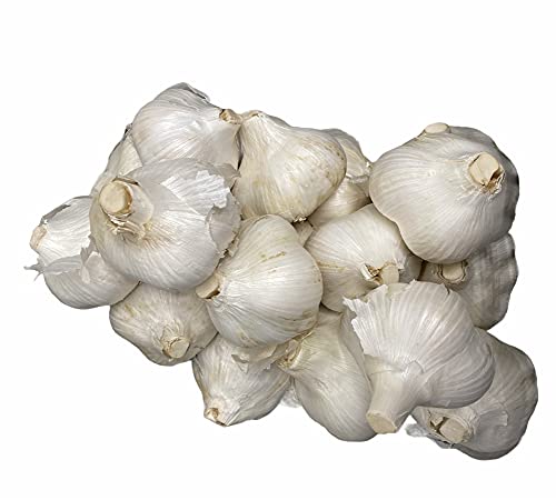 Elephant Garlic (Ajo Elefante) Sorted Bulbs! Great for Fall Planting! Different Sizes! (1 LB) (3 BULBS) - Image 4