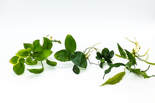 Generic Assorted Anubias Aquarium Plants Bundle Low Maintenance Adorable Fish Tank Decor Easy Care Live Aquatic Plants for Stunning Aquascapes - Perfect Fish Lover Gift! (4 Random Loose Plants)