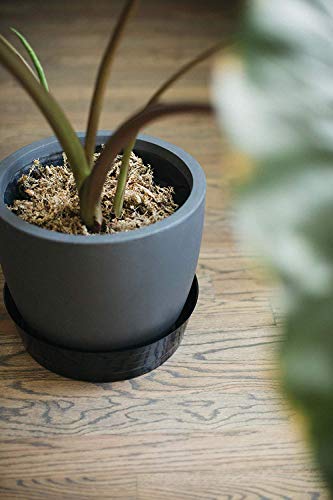 Curtis Wagner Plastics Plant Tray Basket Liner (5-Pack) - Clear, Deep (Diameter = 4 Top, 2.87 Bottom, 2.37 Depth) Thin Plastic For Indoor Or Garden - Clear, Black & Terracotta Floor Savers #TOP5