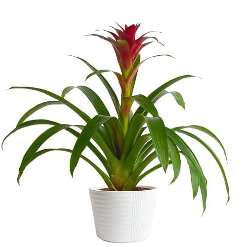 14 Best Safe Live Plants For Tree Frog Terrariums