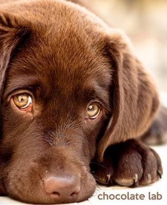 Cadeau Chocolate Lab : le journal parfait pour les amoureux de chiens passionnés