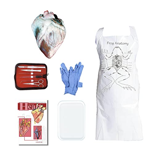 Anatomy Lab Sheep Heart Dissection Kit with Scalpel Dissection Guide and Dissection Specimen for Biology College Anatomy