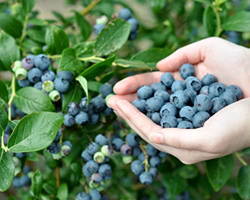 Notswoh Seeds- Blueberry Seeds,(300) #TOP2