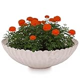 matches21 HOME & HOBBY Gewellte Pflanzschale für draussen in 22 x 7 cm Sand-Farben marmoriert als wetterfeste Blumen-Schale