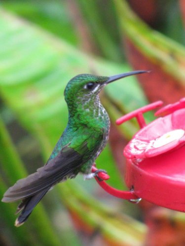 Fisher-Price - Fotocamera Digitale per Bambini