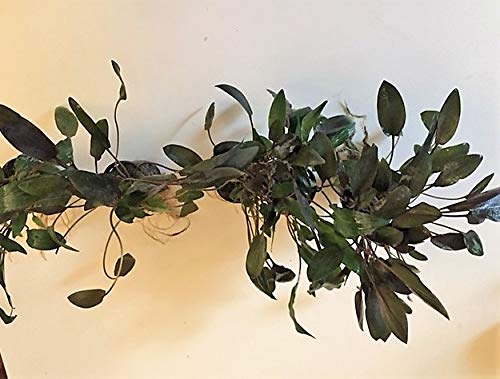 10 macetas de cryptocoryne de agua para plantas de acuario, plantas acuáticas