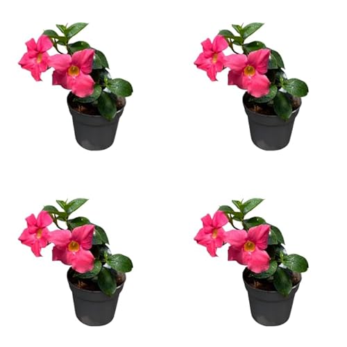 Mandevilla Live Plant Pack, Pink Flowers, 4-6 Inch Vines