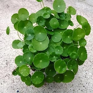 Live Chinese Coin/Money Leaf Plant For Balcony And living room With 3 Inch Pot (Pack of 1), GG_G02-image-45