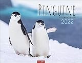  Pinguine Kalender 2022 - Tierkalender - Wandkalender mit internationalem Monatskalendarium - 12 Farbfotos - 44 x 34 cm