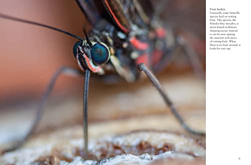 Butterflies (Mini Encyclopedia) #TOP7