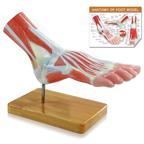 Image of NEW HORIZON 1-Parts Natural Size Foot Anatomy Model Displays the Superficial Muscles, Ligaments, Bones, and Some Skin Tissue of the Foot,with wooden base,Human Body Model
