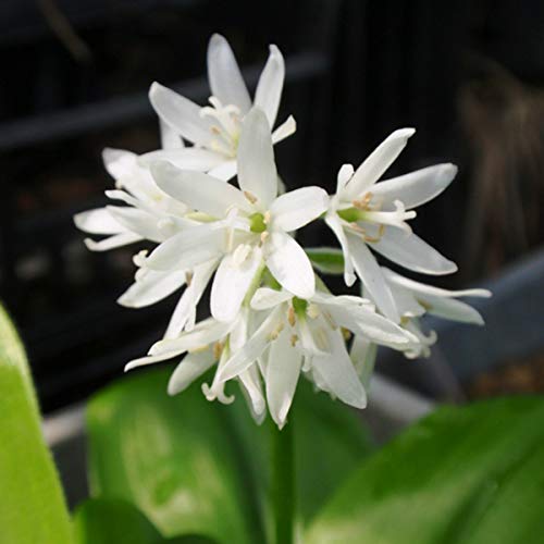 ツバメオモト 10.5cmポット苗 燕万年青 ▼紫桜館山の花屋 ツバメオモト 10.5cmポット苗 燕万年青 ▼紫桜館山の花屋