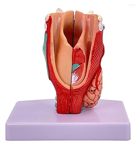 Modèle larynx taille réelle AMITD en PVC pour cabinet médical