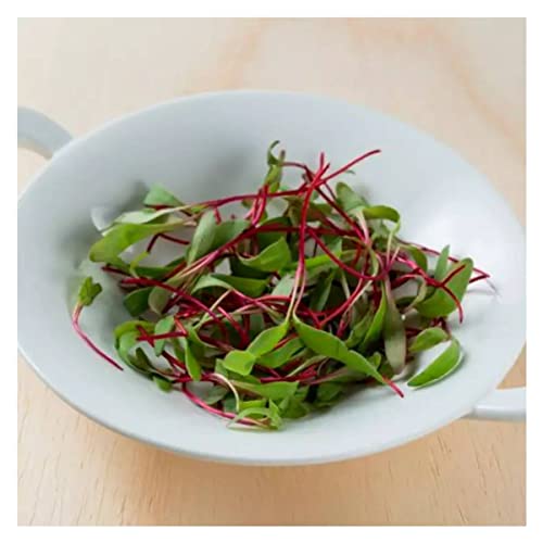 Sementes Brotos Microverdes de Beterraba Shankar (500g) ISLA