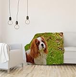 Zoom IMG-2 biafra coperta pile cavalier king