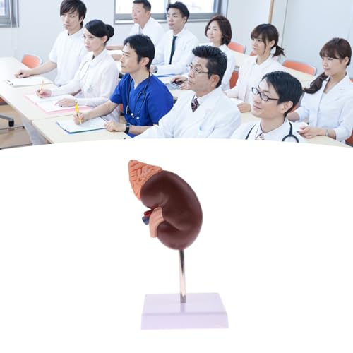Image of Kidney Model, 24 Markers Clear Zoning Premium Color Painting No Fading Kidney Anatomy Model Flame Retardant PVC Human Anatomy with Base for Teaching, Display