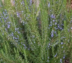 Cucina Italiana Testa Imported Sicilian Rosemary 1.4 Oz. Largest Pack On Amazon – Hand Selected Italian Rosemary Bunch From Sicily Italy #TOP7