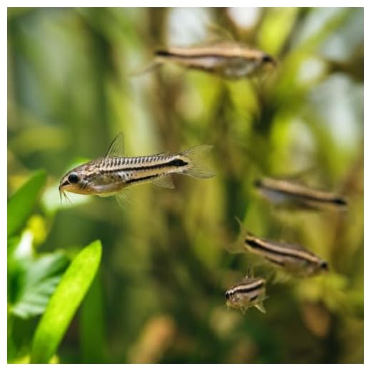 Pygmy Corys - Live Aquarium Fish