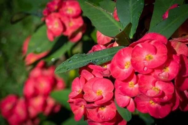 Image of Euphorbia Mili Red Live Flower Plant | Crown of Thorns Ornamental Succulent | Hardy Indoor Outdoor Blooming Plant with Pot | Decorative Houseplant for Home Garden a€ inch Pack of 1