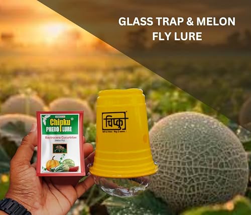 Image of Chipku Melon Fly Glass Trap & Lure Pack of 5 Traps for Garden & Agriculture to Control Bactocera Cucurbit|Melonfly Trap for Watermelon,Pumpkin & All Gourd Crop Pheromone Trap for Guaranteed Results