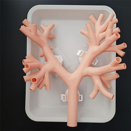 Bronchoscopy Training Model Bronchoscope Training Model Bronchial Model Fiber Bronchial Set for Doctor Teaching, Medical School Nursing Learning (A)