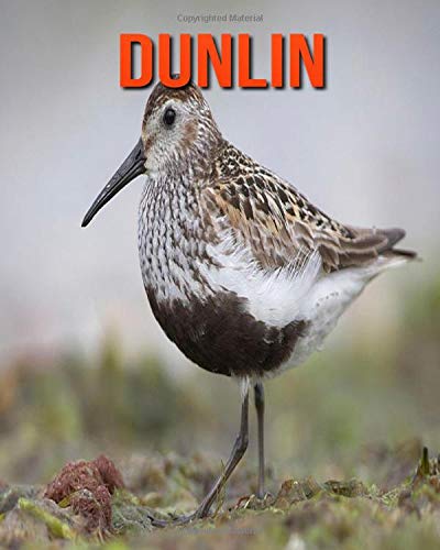 Dunlin: Amazing Facts about Dunlin