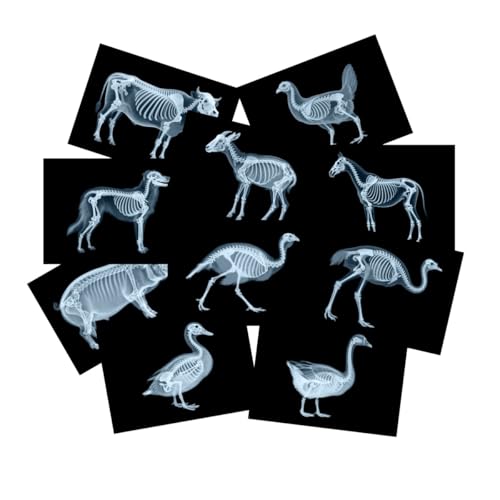 Kit de ciencia de rayos X de animales de granja para luz y sombra, accesorios de mesa de luz