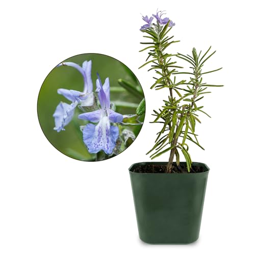 Generic Mini Purple Flower Rosemary Plant Starter Outdoor Herb Garden Live Rosemary Plant Aromatic Fragrant Blue Rosemary Officinalis Shrub Bush (1), Green