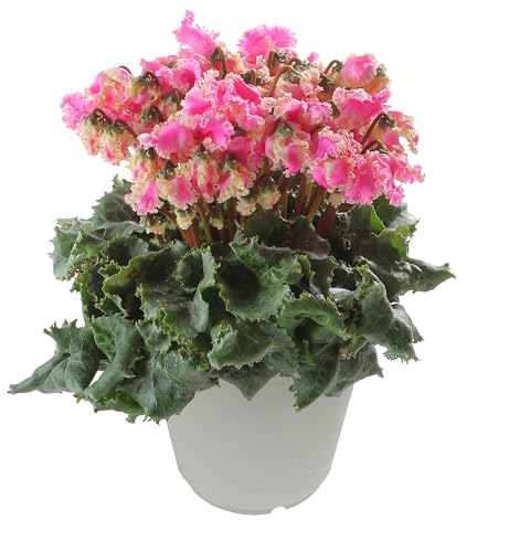 �Ԃ̃M�t�g�� �V�N������ ���� �N���X�}�X �� ���A�� �a���� 6���� �v���}�h���i�S�[���h ���Ε�