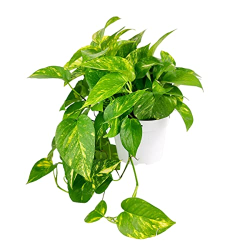 Golden Pothos (4" Grower Pot) - Trailing Air- Purifying, Easy To Grow Houseplant - Live Healthy Houseplant For Home Office Decoration #TOP3