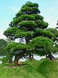 50 Seeds Japanese Black Pine Tree Seeds, Pinus Thunbergii, Thunberg Pine, Evergreen Bonsai