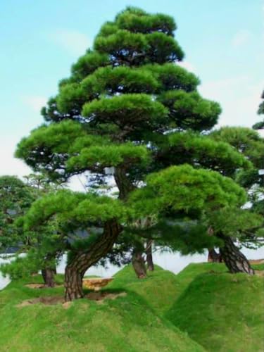 50 Seeds Japanese Black Pine Tree Seeds, Pinus Thunbergii, Thunberg